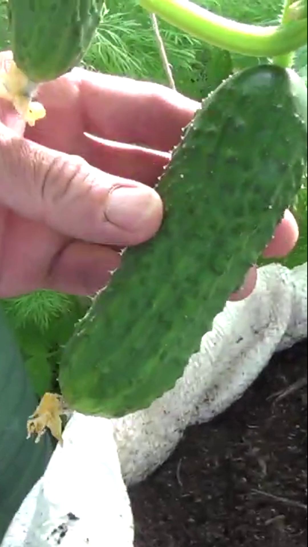 ЭТОТ ОГУРЕЦ НЕ ПОДВЕДЁТ.