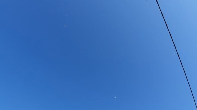 17.04.26 г. Андижанская порода голубей (2)