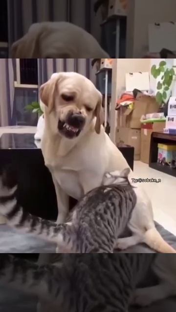 VID_20260417_161249_701.mp4