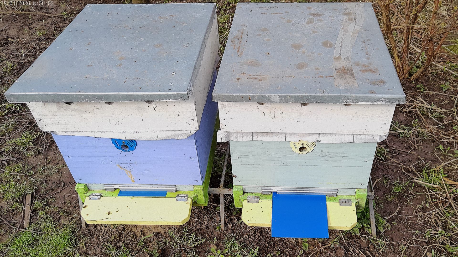 Обработка пчёл бипином весной