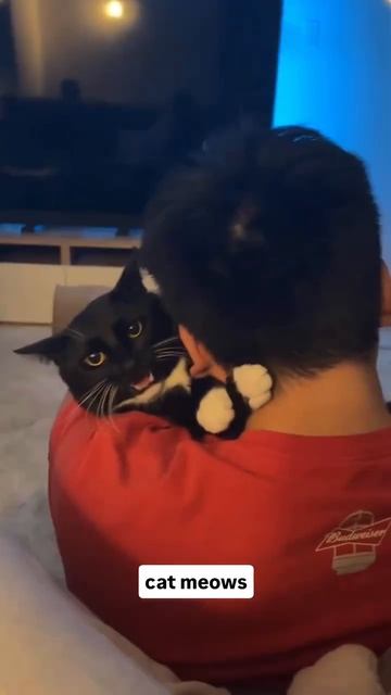 эти забавные животные