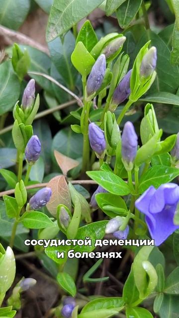 от инсульта и деменции