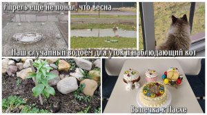 Апрель ещё не понял, что весна... Выпечка к Пасхе. Наш случайный водоём для уток и наблюдающий кот
