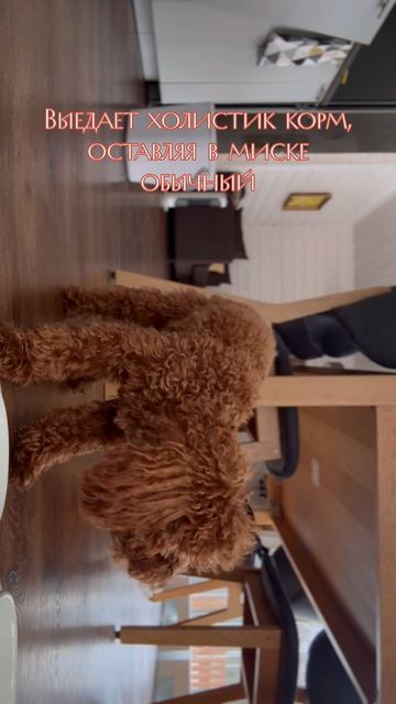 Почему Томми ВЫСОКОРАНГОВЫЙ?