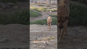 Обзор собак, которых кормлю на объектах