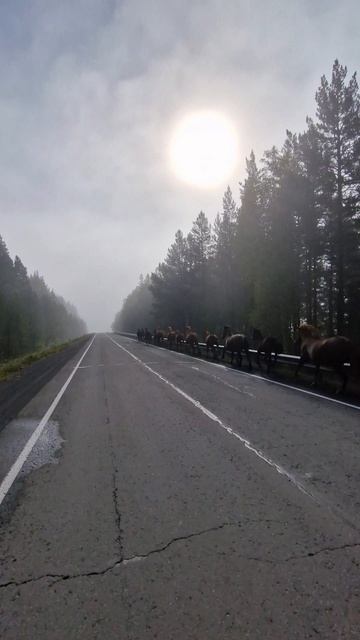 Они появились из ниоткуда!