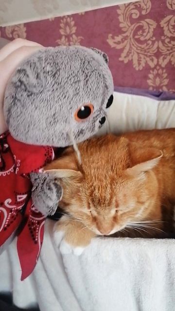 Ухаживаю за котом