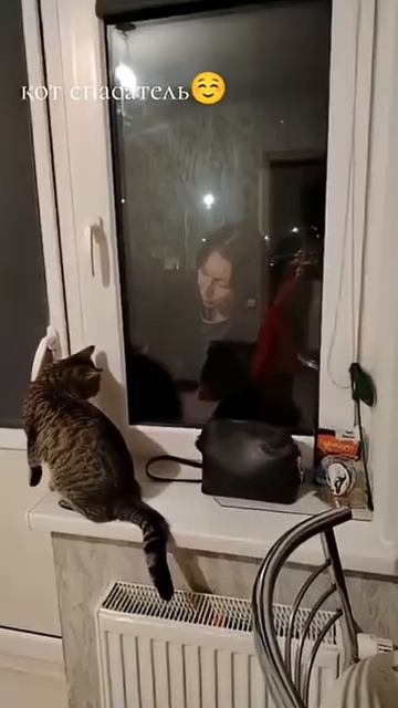 Умный кот открывает двери на балкон