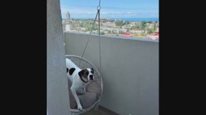 снять квартиру в сочи посуточно на новый год, аре...а посуточно в сочи, новый год 2025 в сочи (1)