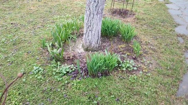 Весенняя ревизия в саду 2026