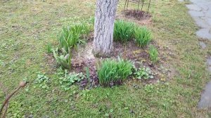 Весенняя ревизия в саду 2026