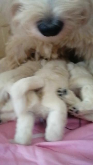 Мама и малыши