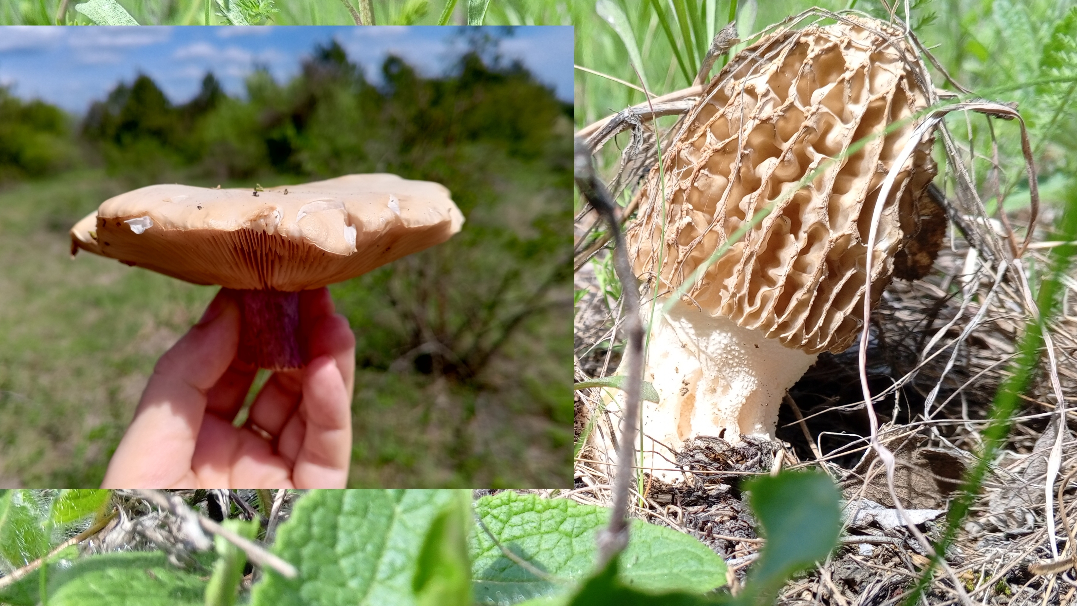 И синеножка, и степной сморчок