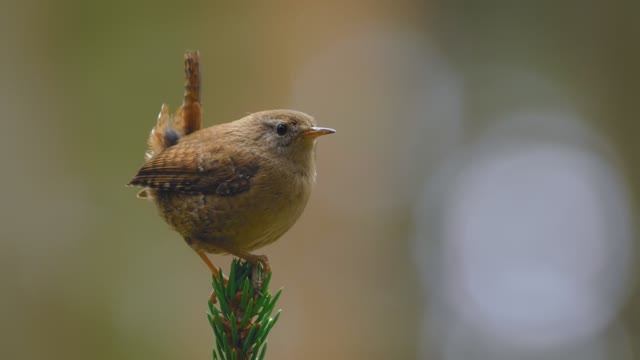 Звуковая терапия: пение птиц для снижения стресса и глубокого сна