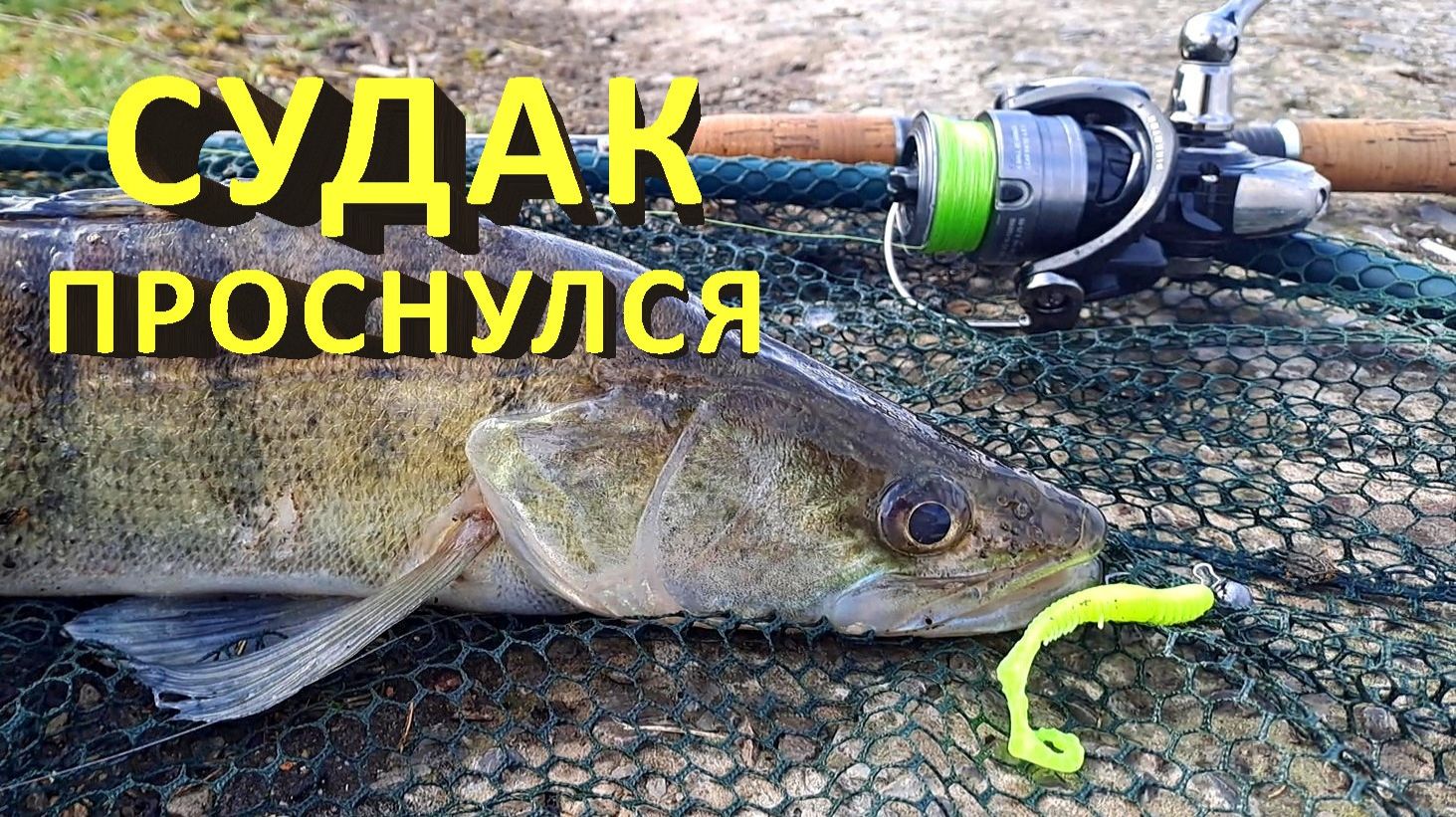 🔥 КАПРИЗНЫЙ весенний СУДАК. Поймай, если сможешь! 🔥