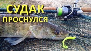🔥 КАПРИЗНЫЙ весенний СУДАК. Поймай, если сможешь! 🔥