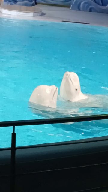 Дельфиния 2026г.