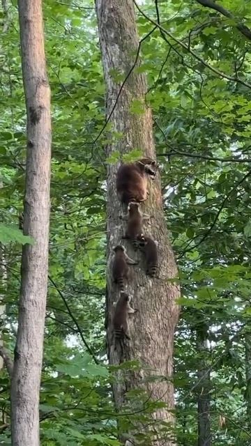 эти забавные животные