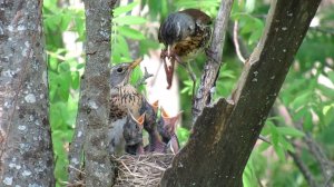 Семья дроздов рябинников