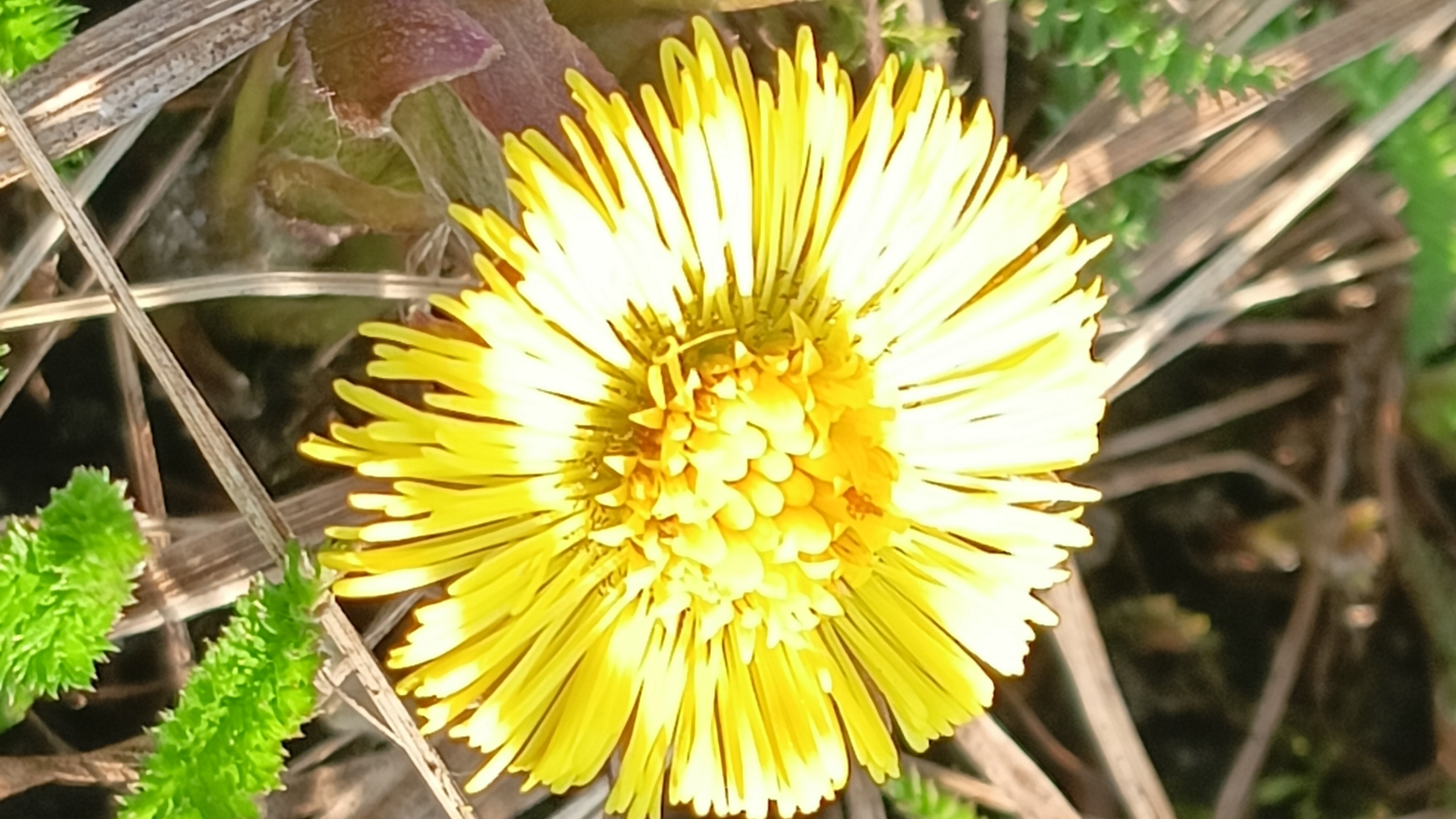 Первые цветочки. 17 апреля