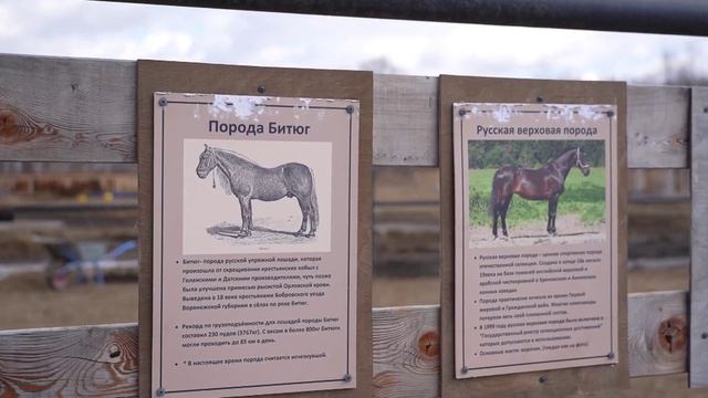 Дом-музей русских пород лошадей недалеко от Тюмени