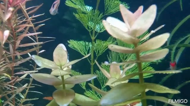 жизнь в аквариуме