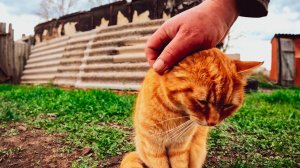 Деревенский отдых: Ароматный шашлык и холодное пиво