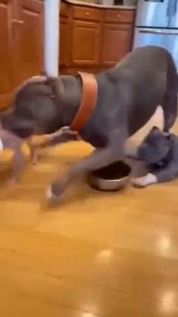 Собачьи маски шоу...🤣🤣🤣