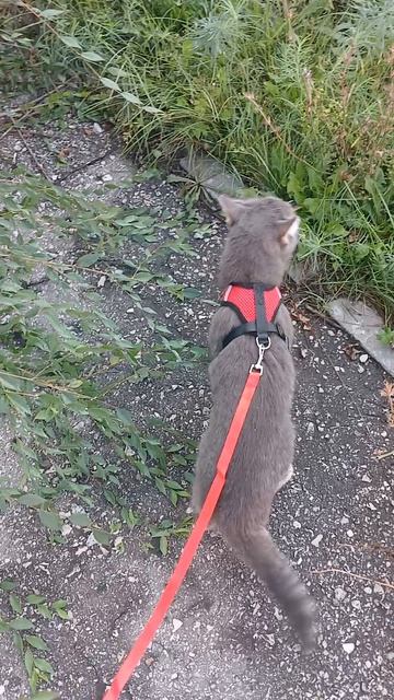 Мышка!имя такое