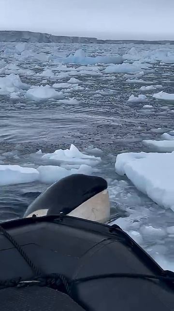 Где можно посмотреть касаток?  #сахалин #касатки  #путешествия