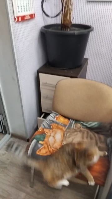 Мог бы и перепрыгнуть