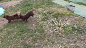 Барни #ЦЕНА 40 тр #купить_щенка_чихуахуа_продаю +79215950848 Буся нашла НОВЫЙ дом