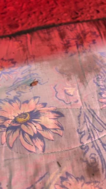 POV: Утренняя рутина: кофе → растяжка → сбор крылатых “подарков” ☕🪲`