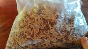 Овëс на участке