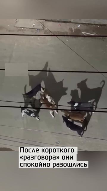 Братки на стрелке.