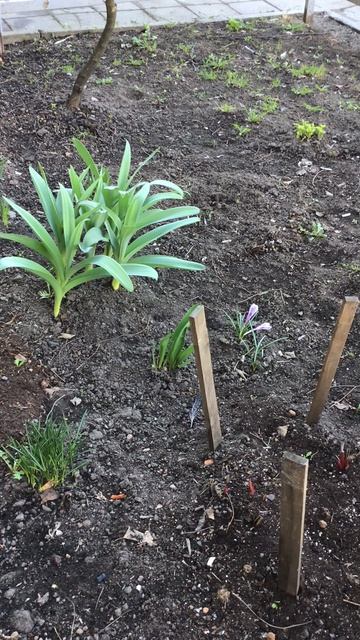 Санкт-Петербург. Проспект Энгелса. 17.04.2026. Цветы у дома. Эпизод 14