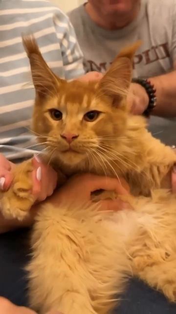 эти забавные животные