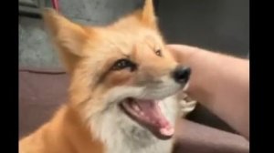 Лиса-Алиса. Улыбающаяся, но кусающаяся