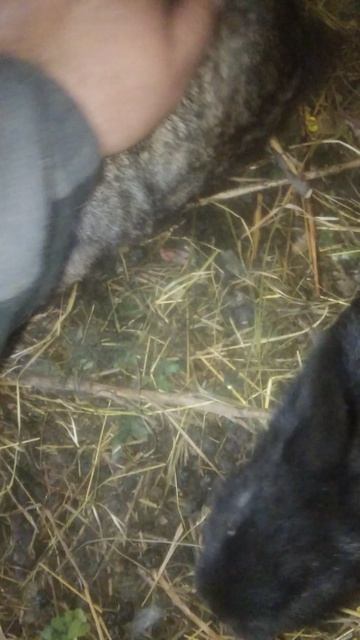 КаКой должна быть самка ,и на что следует обратить вниманье