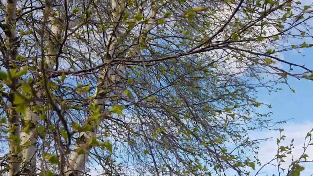 01 ▪️Берёзка ▪️Футажи ▪️Природа