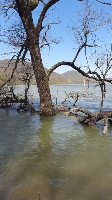 Неберджай Галстук на дереве
