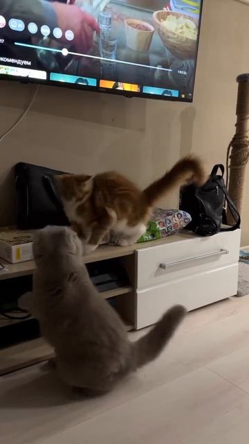 Автор видео: kris_michelle_cats2