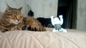 Тишка в шоке