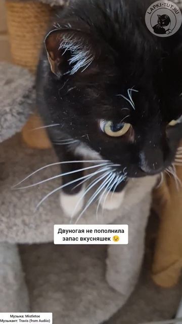 Кот-босс Тайсон не доволен 😌 

#лапкитут #котбосс #важныйкот #котизприюта