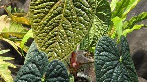 Экзотические домашние растения на выставке-ярмарке Монстериум. Запись стрима 18.04.26