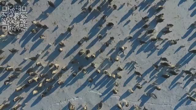 Животные. Кошки,собаки, пингвины,нерпы и прочее.