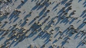 Животные. Кошки,собаки, пингвины,нерпы и прочее.