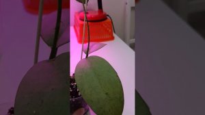 Хойя сп Тренггалек Менак Сопал сильвер (Hoya aff Clemensiorum sp Trenggalek Menak Sopal silver)