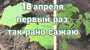 Высадка рассады ранних огурцов и томатов на тёплую грядку
