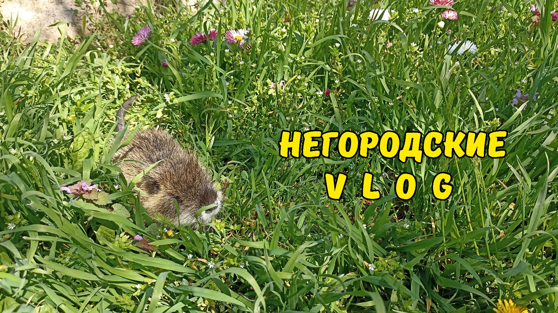 Присмотрелись, а это вовсе и не Фунтик! 17.04.26